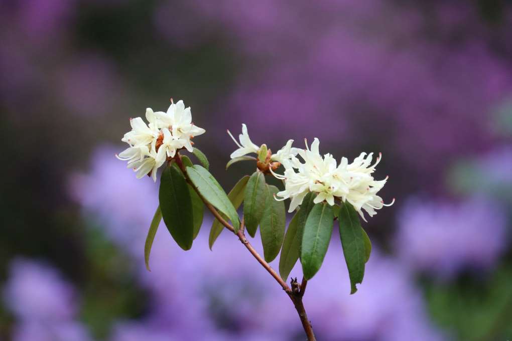Rhododendron 'Elsmere'