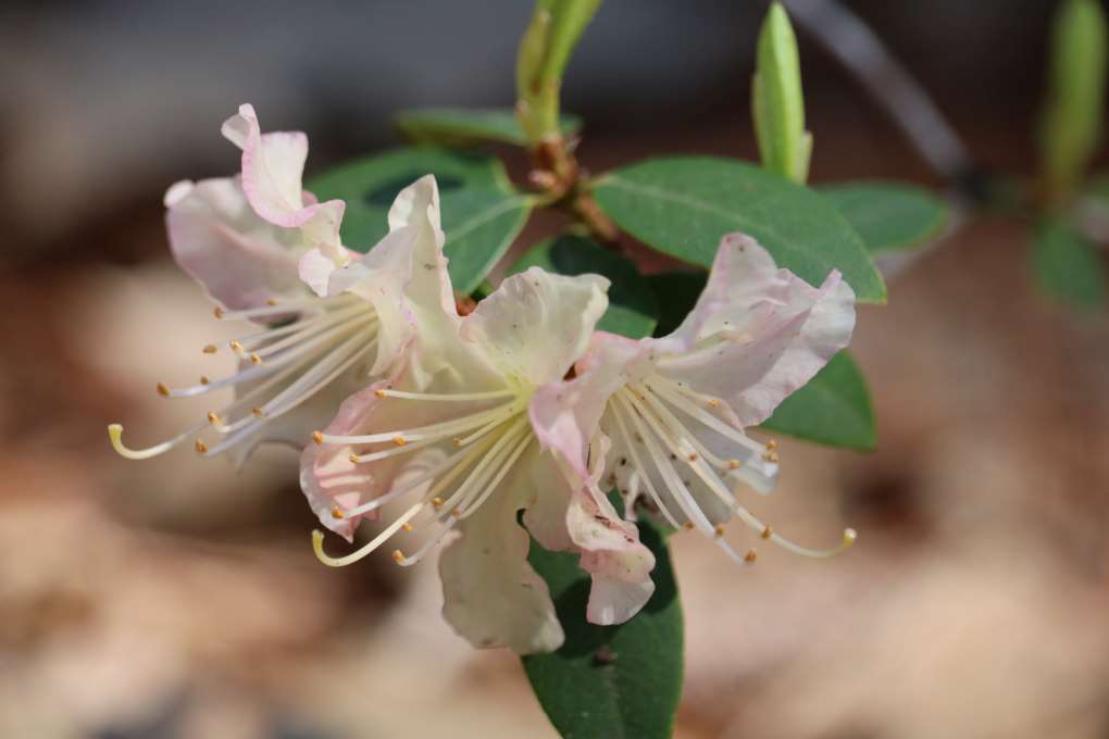 Rhododendron 'Mary Fleming' 4301-84-84
