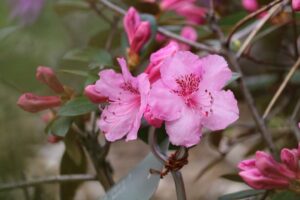 Rhododendron 'Bubble Gum' 1241-201