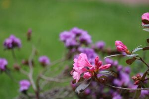 Rhododendron 'Bubble Gum' 1241-201