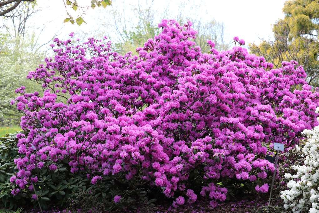 Rhododendron 'Olga Mezitt'