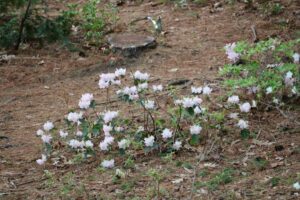 Rhododendron searsiae 674-2000