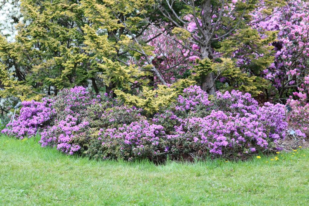 Rhododendron impeditum 2211-81