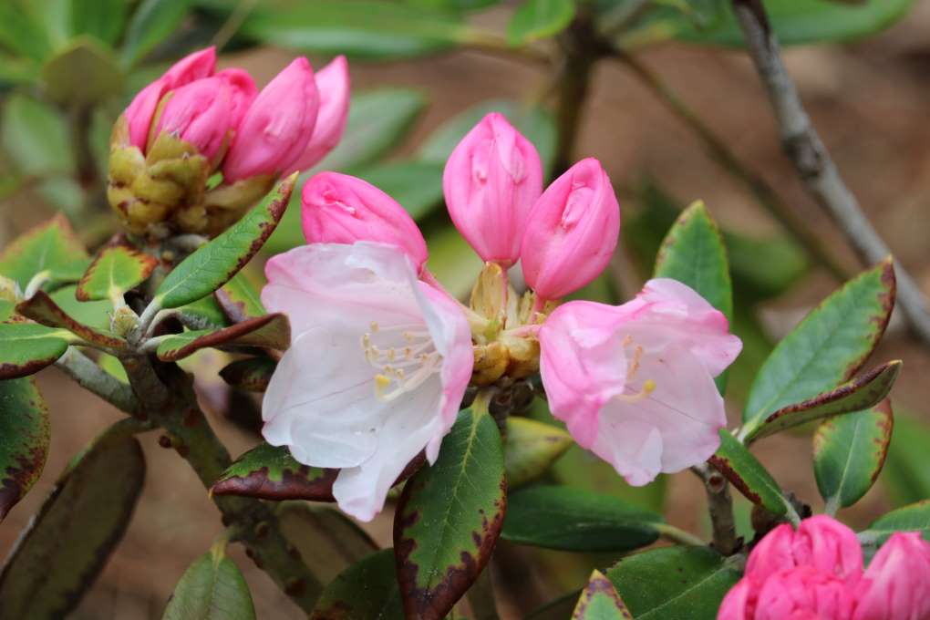 Rhododendron 'Golfer' 1293-2005