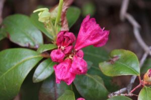 Rhododendron 'Landmark' 1294-2005