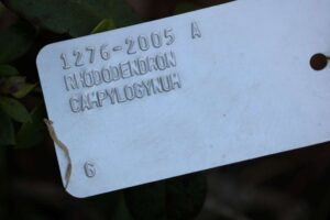 Rhododendron campylogynum 1276-2005