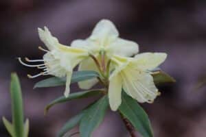 Rhododendron keiskei 561-2011