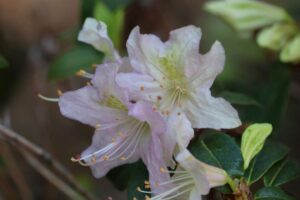 Rhododendron searsiae 674-2000