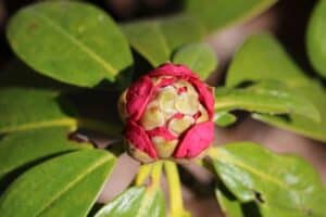 Rhododendron 'Festival' 623-1999
