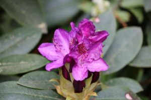 Rhododendron 'Edith Bosley' 1081-97