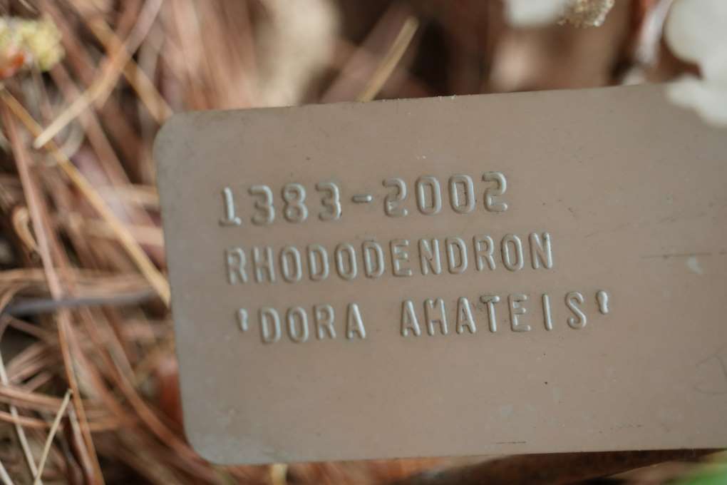 Rhododendron 'Dora Amateis' 1383-2002