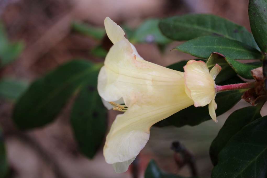 Rhododendron 'Buttermint' 1621-2001