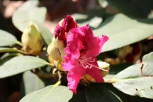 Rhododendron 'Besse Howells' 1460-74