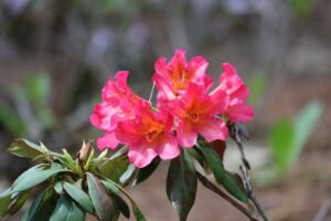 Rhododendron campylogynum 1276-2005