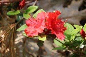 Rhododendron 'Girard's Hot Shot'