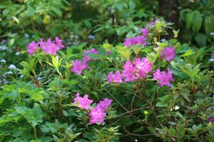 Rhododendron 'Karens'