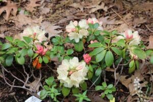 Rhododendron 'Festival' 623-1999