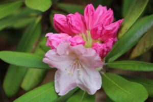 Rhododendron 'Pink Parasol' 1314-2009