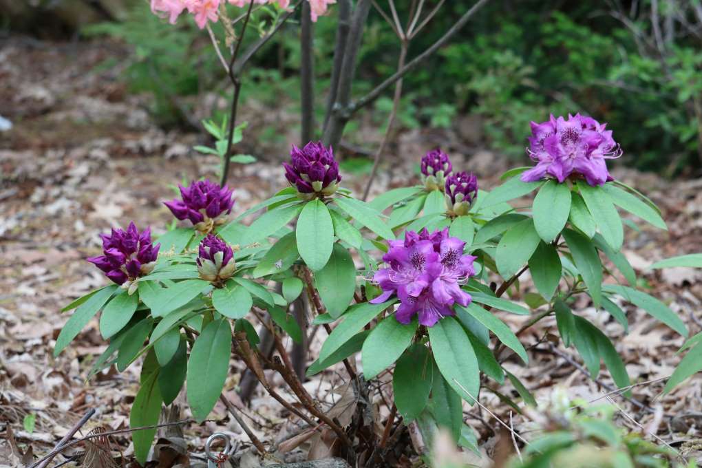 Rhododendron 'Florence Parks' 1357-2019