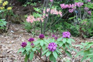 Rhododendron 'Florence Parks' 1357-2019