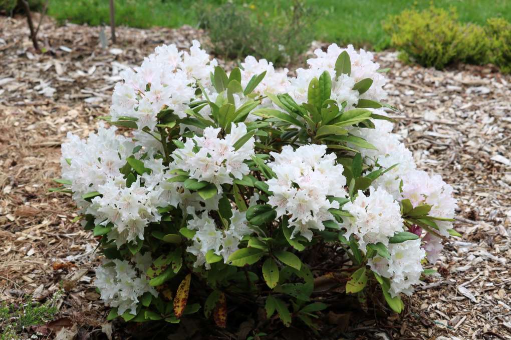 Rhododendron 'Pohjola's Daughter' 1277-2019