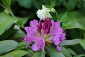 Rhododendron 'Russell Harmon' 2526-1976