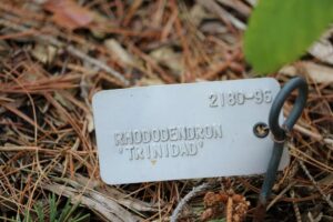 Rhododendron 'Trinidad' 2180-96