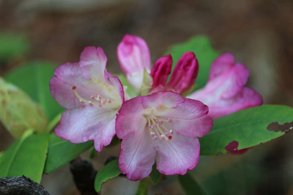 Rhododendron 'Trinidad' 2180-96