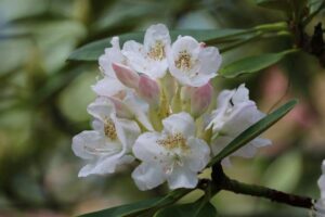 Rhododendron 'Artic Snow' 2320-94