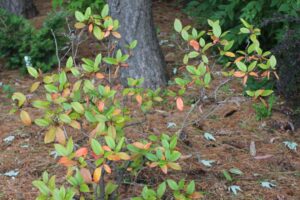 Rhododendron minus var. minus 'Red Twig' 3052-1988