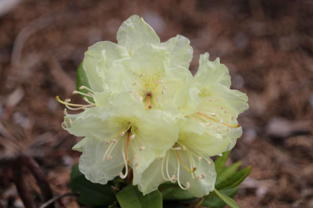 Rhododendron aureum 2181-2000