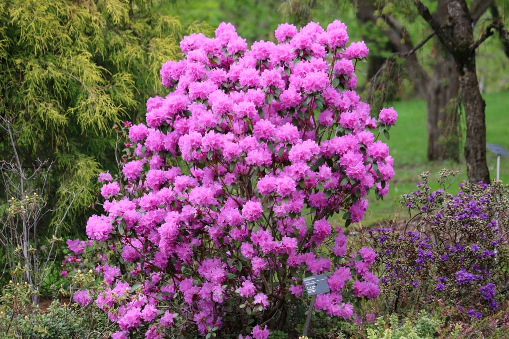 Rhododendron 'PJM Elite'
