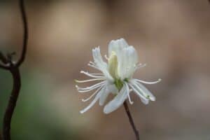 Rhododendron canadense f. albiflorum
