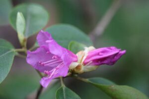 Rhododendron 'Black Satin' 1072-9X
