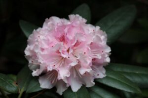 Rhododendron 'Ingrid Melquist' 2168-96
