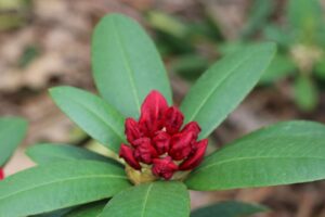 Rhododendron 'Skookum' 925-2004