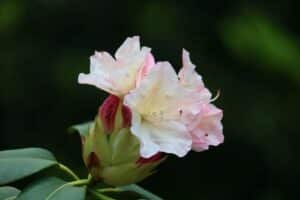 Rhododendron 'Hindustan' (1074-97)