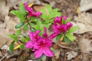 Rhododendron 'Girard's Fushia' 1597-2006