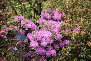 Rhododendron 'Lavendula' 194-2002