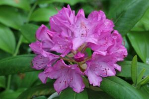 Rhododendron 'Russell Harmon'