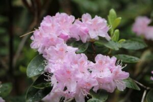 Rhododendron minus var. minus