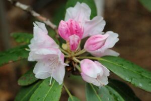Rhododendron 'Anna H. Hall' 1018-94