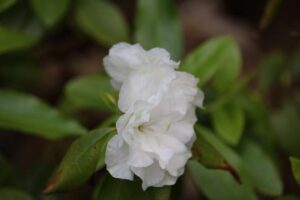 Rhododendron 'April White'