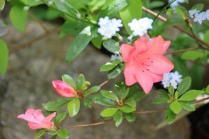 Rhododendron 'Blaauw's Pink'