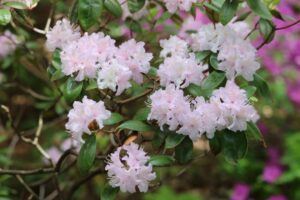 Rhododendron Windbeam
