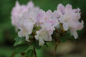 Rhododendron 'Tottenham'