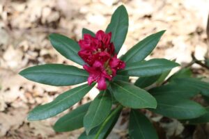 Rhododendron 'Nova Zembla' 1175-2016