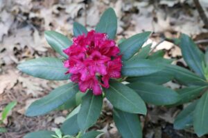Rhododendron 'Nova Zembla' 1175-2016
