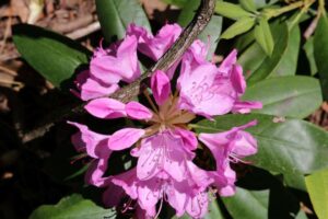 Rhododendron 'Roseum Elegans' 2503-1976