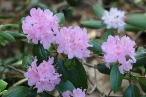 Rhododendron minus var. minus